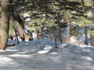 IMG_2975